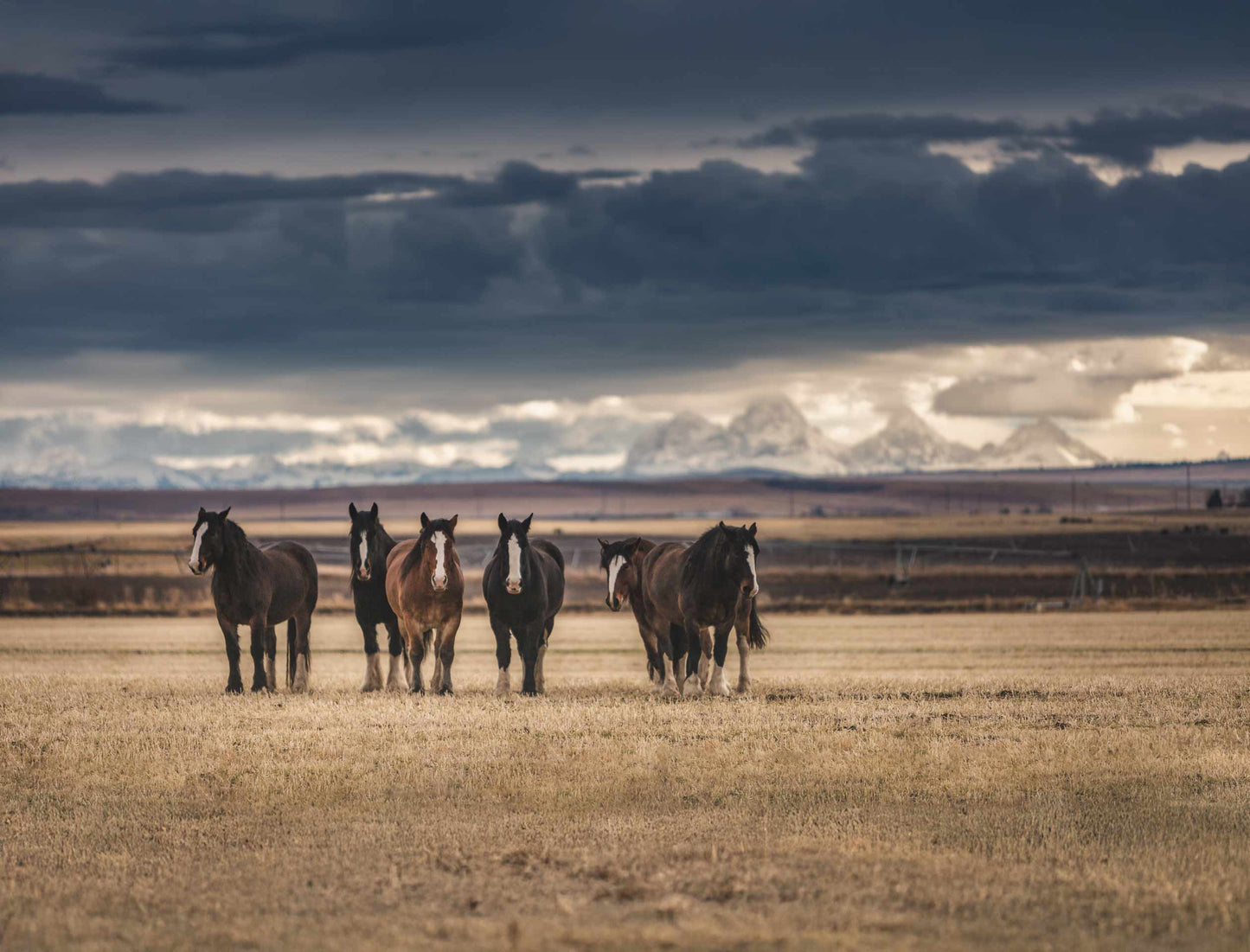 Shires and Tetons