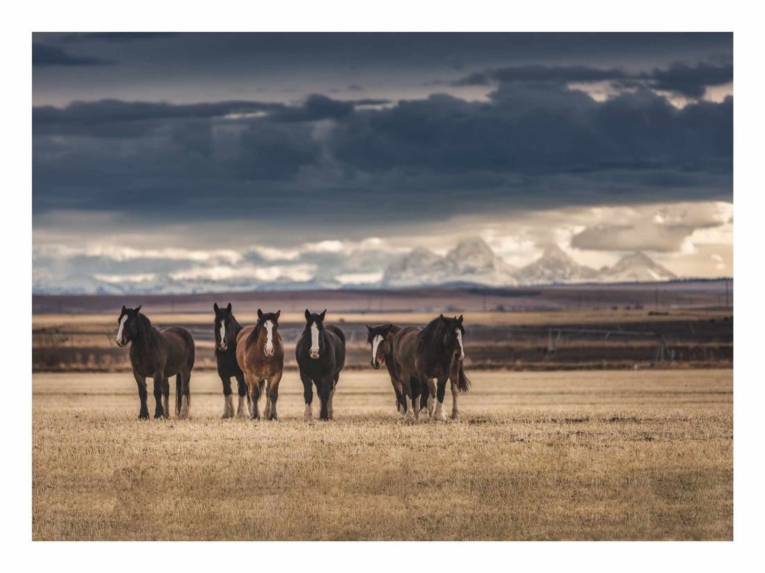 Shires and Tetons